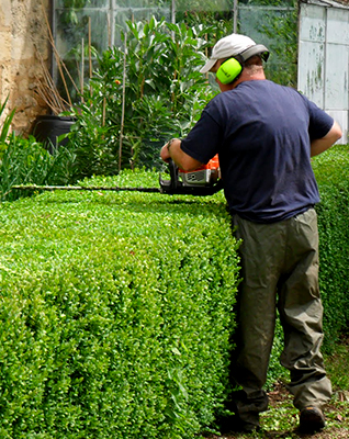 Tree + Shrub Care!🌳